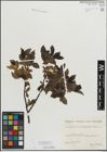 Foto von Salix mielichhoferi Saut.